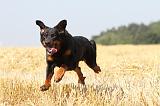 BEAUCERON 491